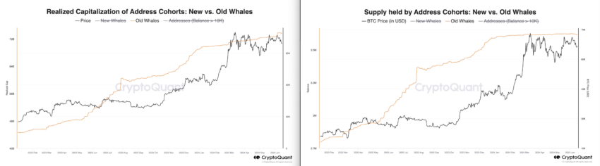 تامین و پوشش بلند مدت نهنگ ها. منبع: CryptoQuant