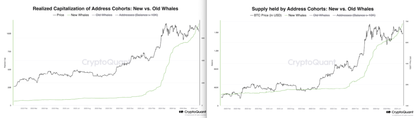 تامین نهنگ‌های کوتاه‌مدت و سقف تحقق یافته. منبع: CryptoQuant